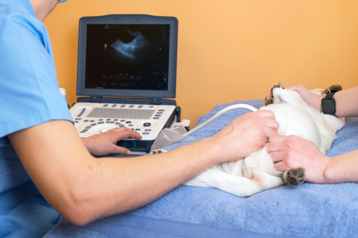 Veterinary teamwork makes an ultrasound examination of a dog. Dog on ultrasound diagnosis in a veterinary clinic. Medical ultrasound. High quality photo
