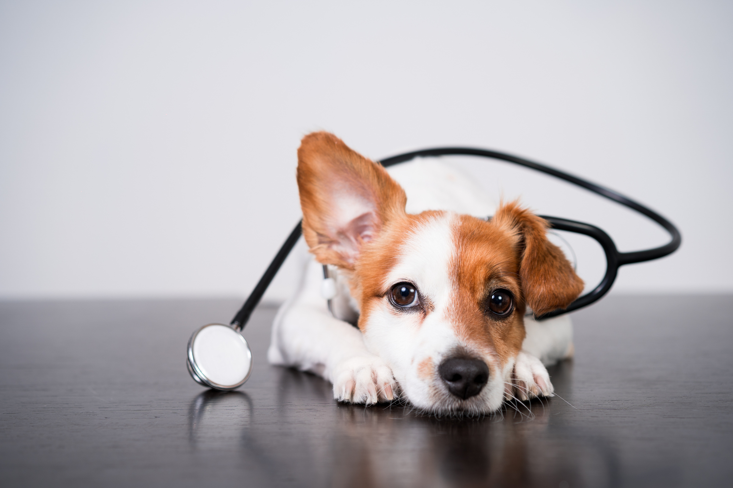 Cute Jack Russell Dog at Veterinary Clinic with Stethoscope